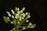 Roadside pennycress 